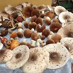 Pod Jesionem