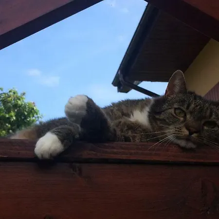 Pod Jesionem Appartement Smołdzino