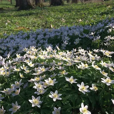 Appartement Pod Jesionem