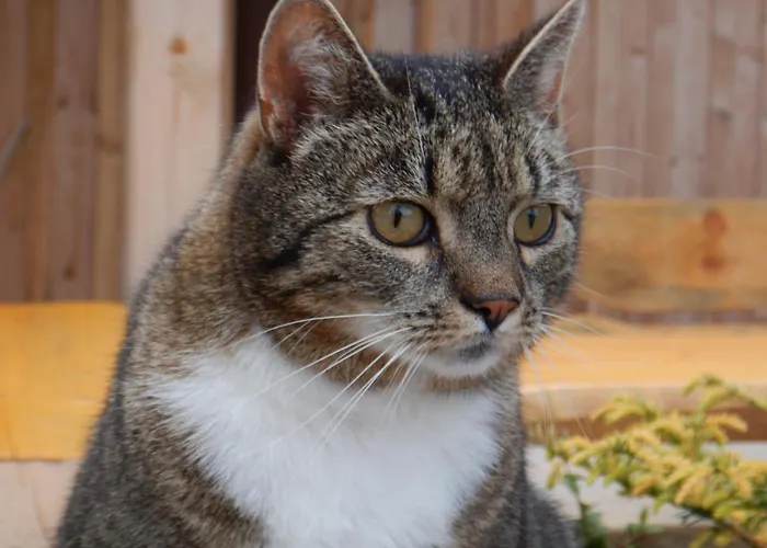 Apartament Pod Jesionem *