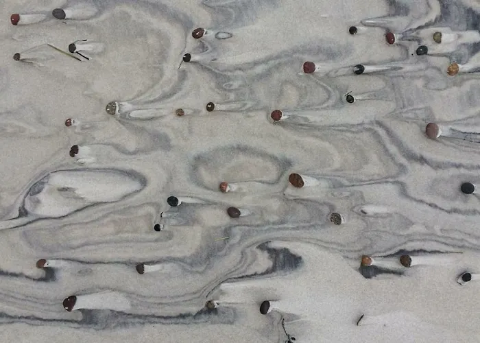 Pod Jesionem Apartament *