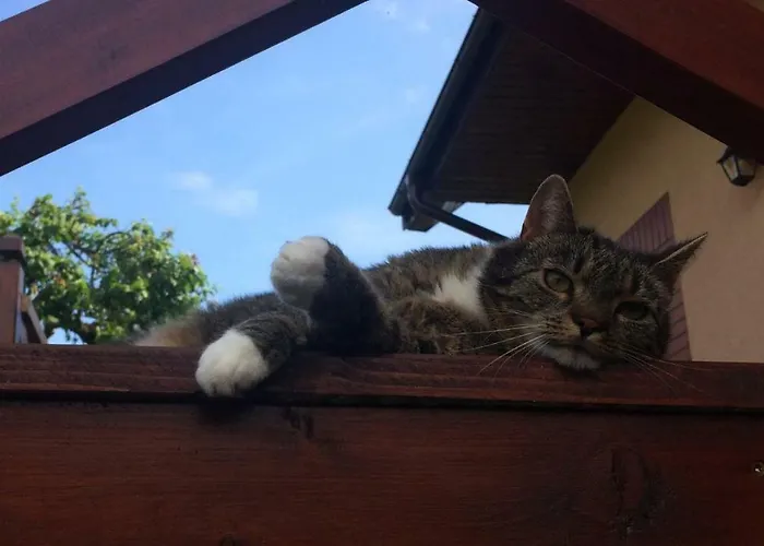 Pod Jesionem Apartament Smołdzino