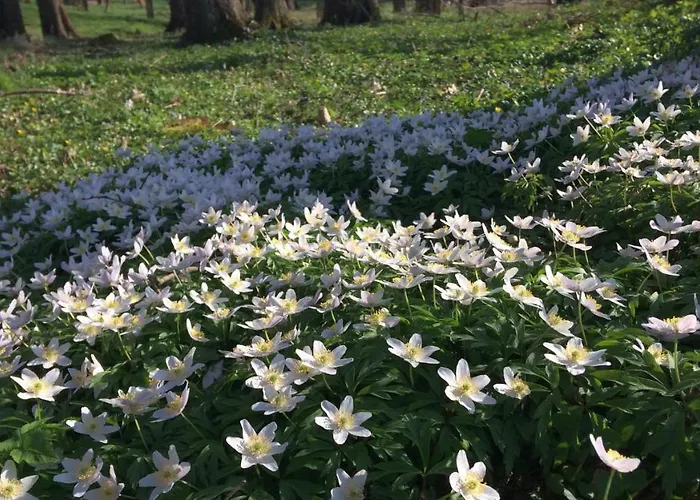 Apartament Pod Jesionem